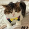 Cats 8
