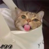 Cats 9
