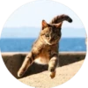 i love Toyota and cats 9