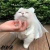 Cats 11