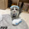 Cats 12
