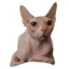 Pinky 9