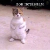 Komi cats 10