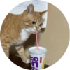 i love Toyota and cats 10