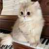 Cats 13