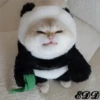 Cats 14