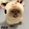 Cats 15