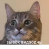 Komi cats 12