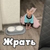 Pinky 17