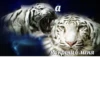 нет 16