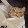 Cats 16