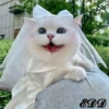 Cats 17