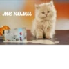 Komi cats 13
