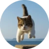i love Toyota and cats 13