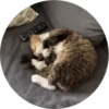 i love Toyota and cats 14