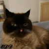 Cats 20