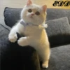 Cats 21