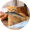 i love Toyota and cats 15