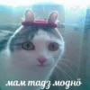 Komi cats 14