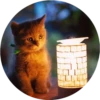 i love Toyota and cats 16