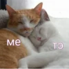 Komi cats 17