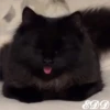 Cats 22