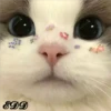 Cats 23