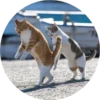 i love Toyota and cats 18