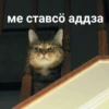 Komi cats 19