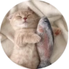 i love Toyota and cats 19