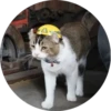i love Toyota and cats 20