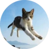 i love Toyota and cats 21