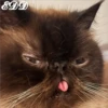 Cats 25