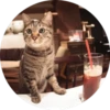i love Toyota and cats 22