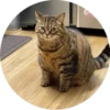 i love Toyota and cats 23