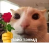 Komi cats 21
