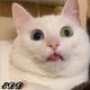 Cats 26