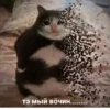 Komi cats 23