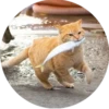 i love Toyota and cats 25