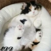 Cats 27