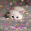 Komi cats 24