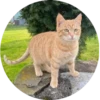i love Toyota and cats 27
