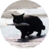 i love Toyota and cats 28