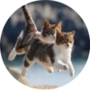 i love Toyota and cats 29