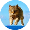 i love Toyota and cats 30