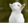 Goat 6