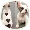 🐶 51 very cute doggies 5