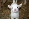 Goat 7