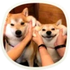 🐶 51 very cute doggies 6