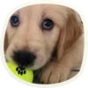 🐶 51 very cute doggies 7